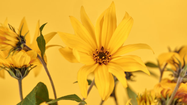 菊芋黄色花蕾，黄色背景，顶部留白，模糊的黄色花朵图片下载