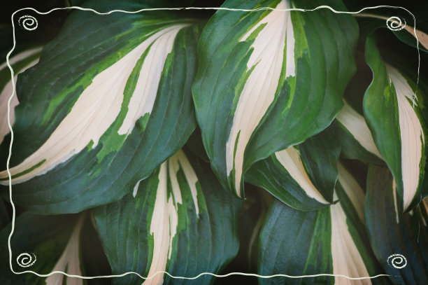 抽象的自然背景，绿色的植物叶片和富有创意的框架图片下载