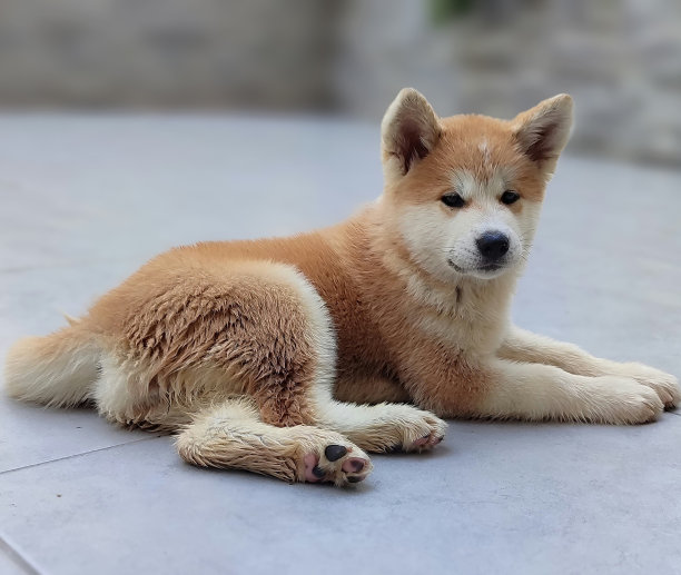 秋田犬幼犬图片下载