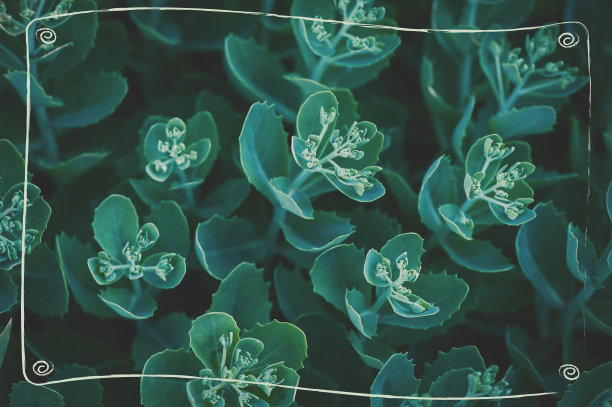 抽象的自然背景，绿色的植物叶片和富有创意的框架图片下载