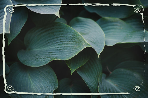 抽象的自然背景，绿色的植物叶片和富有创意的框架图片下载