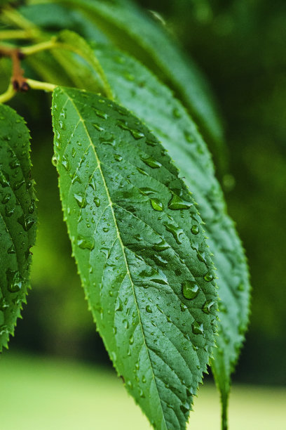 一片绿叶图片下载