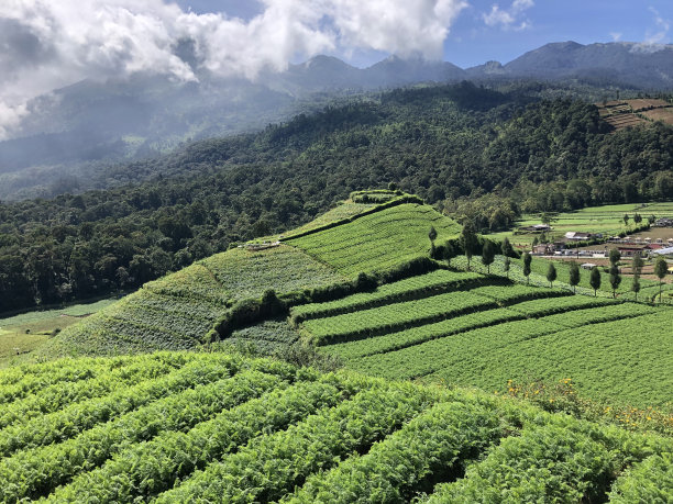 景观优美的梯田种植园图片下载