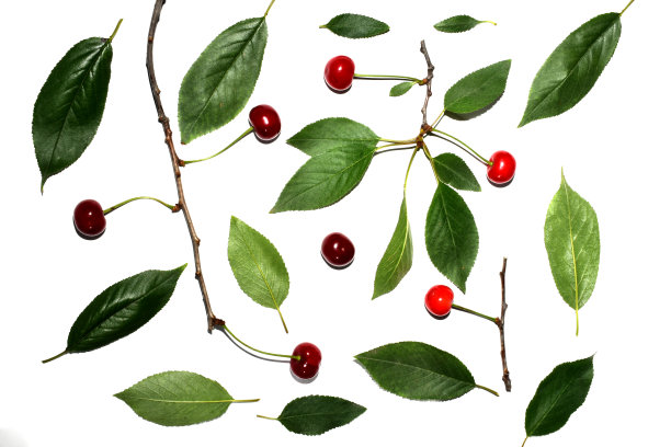 成熟樱桃和绿叶的纹理图案。图片下载