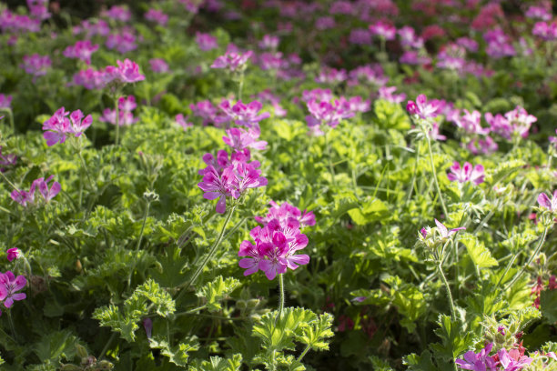 天竺葵弄堂、小路、弄堂，排列整齐，走在公园里，干净、保养得很好的花园，鹅卵石铺就，淡粉色图片下载