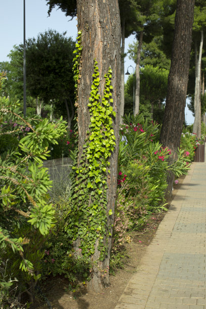 夹竹桃，牵牛花，苏芬尼，小巷，小路，小巷，排列，散步在公园，干净，精心维护的花园，鹅卵石图片下载