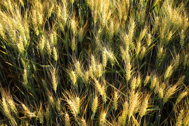 谷物的背景。农业经营理念图片下载