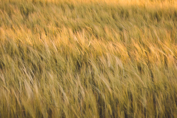 金色的麦田在风中飘荡图片下载