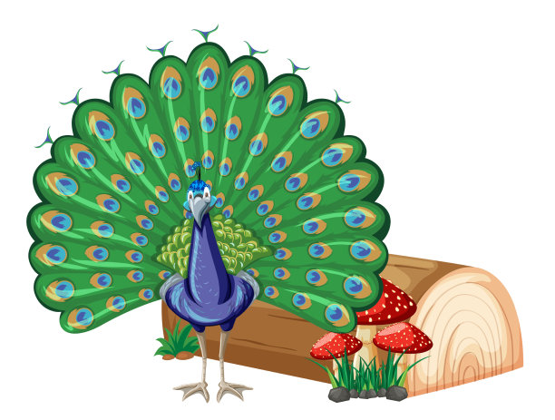 白色背景的孔雀图片下载