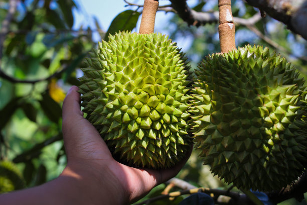 在榴莲园的树上，手拿着榴莲图片下载