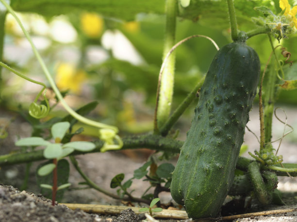 绿色有机黄瓜生长在一个生态农场的露天花园。一个绿色黄瓜水果的特写。种植蔬菜。花园里的黄瓜-微距照片图片下载