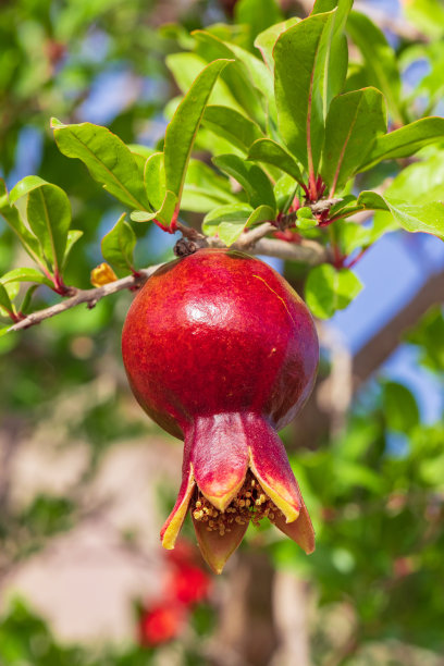 未成熟的红色石榴果实图片下载