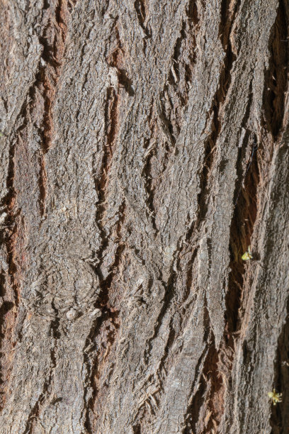 垂直灰色树皮背景图片下载