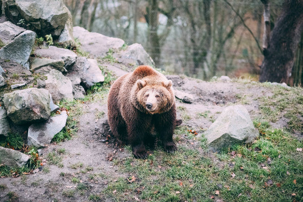 一只大棕熊在国家公园的森林里散步的照片。特写野生大棕熊，大角熊，雄性正盯着镜头。野生动物,欧洲针叶林图片下载