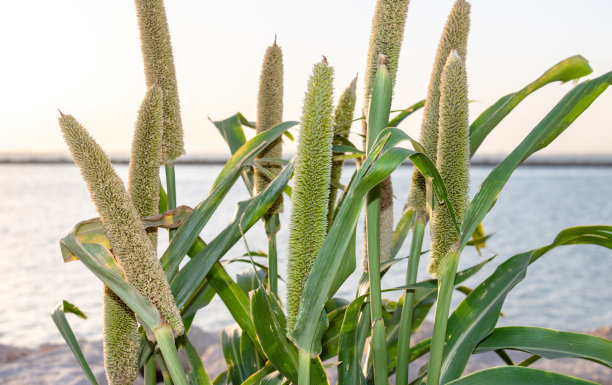 绿色植物图片下载