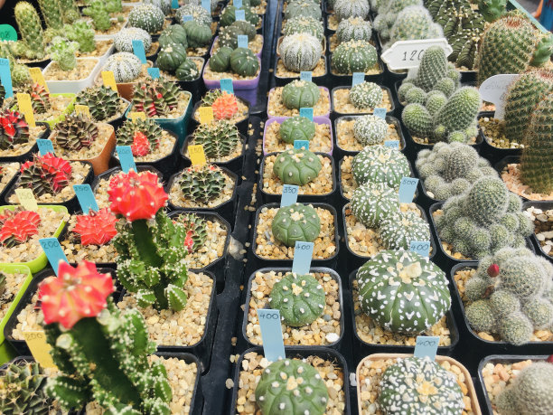 仙人掌的许多品种。图片下载