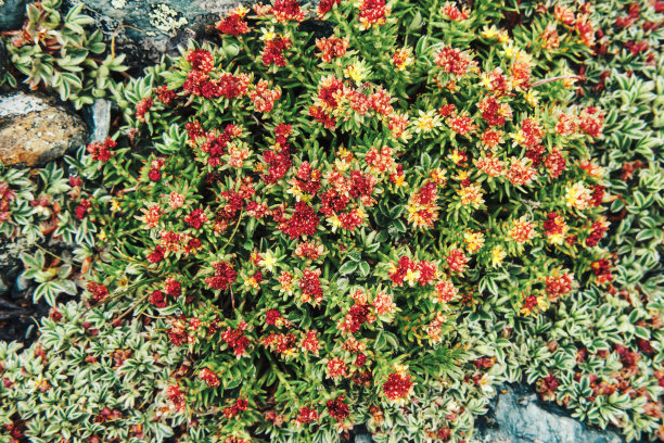 红景天是阿尔泰山特有的珍稀植物，具有极强的治疗作用。高地开花的药用植物图片下载