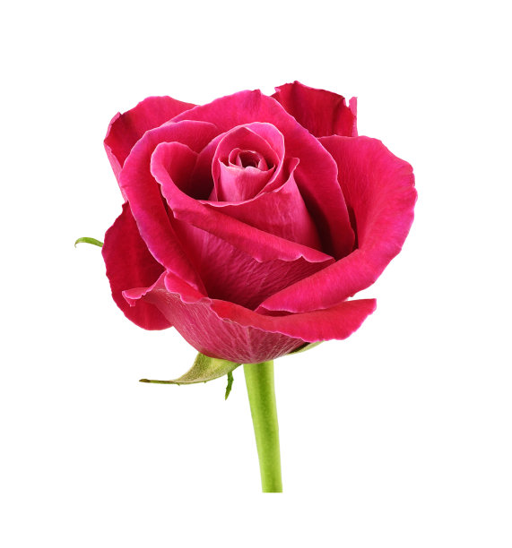 粉红色玫瑰花，在白色上分离图片下载