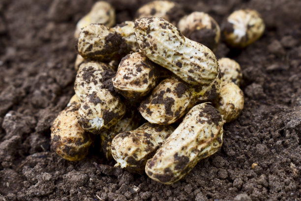 带根的新鲜花生图片下载