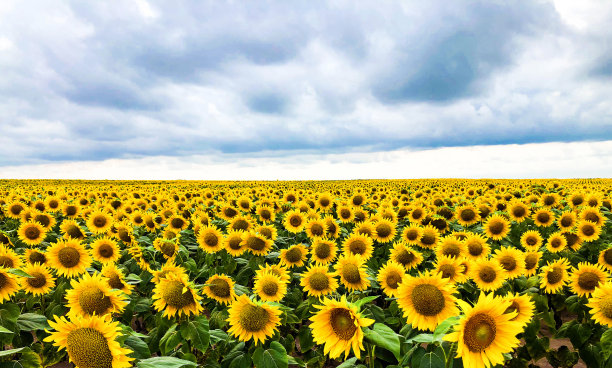 蓝天背景下盛开的向日葵。石油生产图片下载