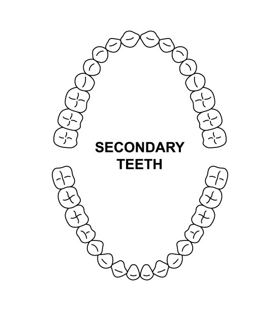 次生牙列解剖。成年人的上颚和下颚。成年牙到达图。恒牙轮廓图片下载
