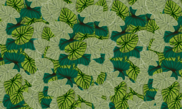 热带绿叶手绘春天的自然与空白的背景图片下载