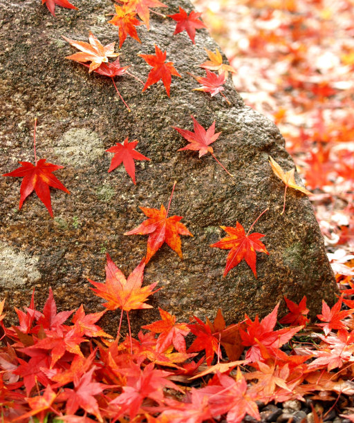 秋天的枫叶落在园石上图片下载