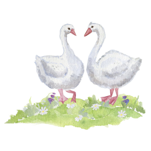 白色的鹅。水彩插图。图片下载