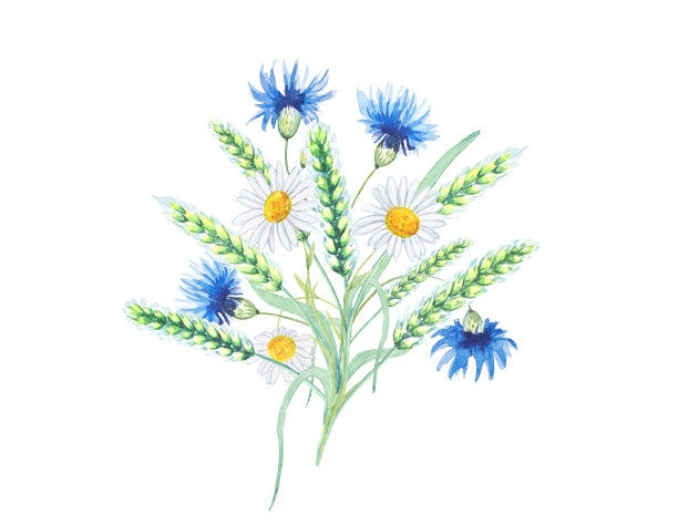 花束草甸花，矢车菊，雏菊，小麦图片下载