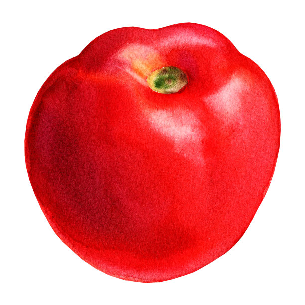 插画西红柿，水彩红熟西红柿，新鲜蔬菜，手绘图片下载