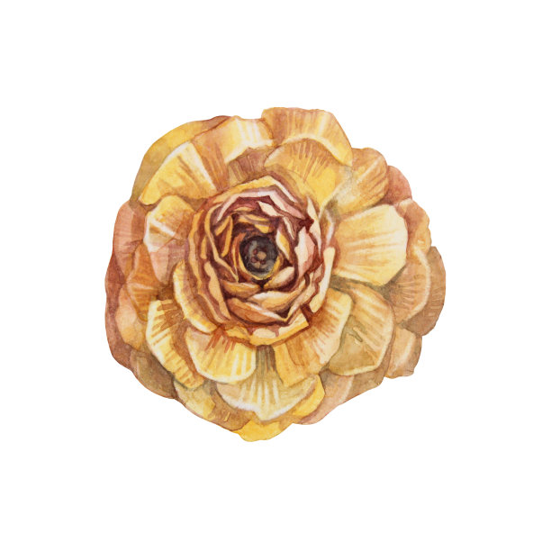 水彩波西米亚干花孤立在白色背景。手绘橙黄植物标本馆的婚礼庆祝卡。创意剪贴画墙纸包装素描本，装饰室内图片下载