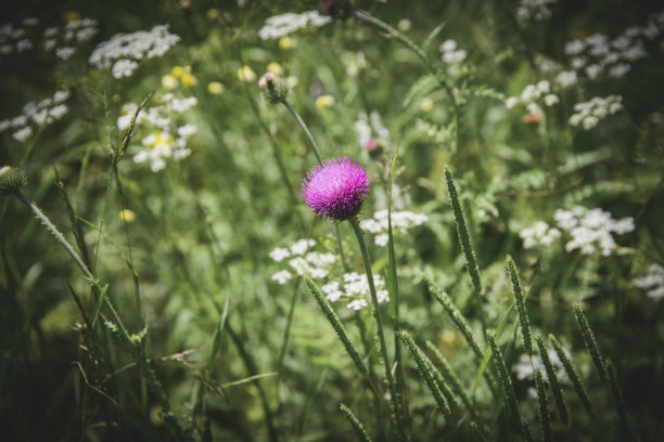 蓟花在草地上。图片下载