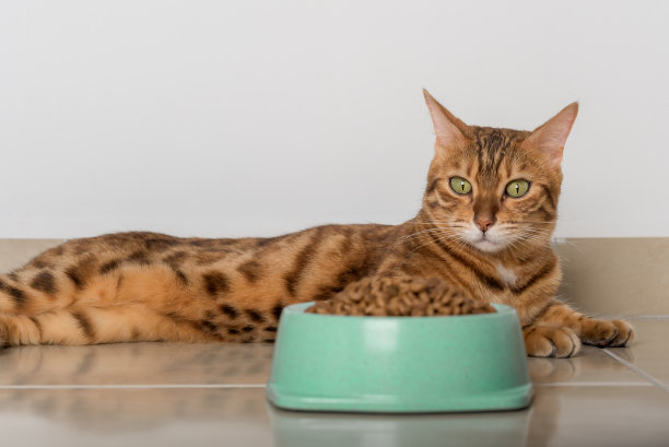 地板上有满满一碗干猫粮。图片下载