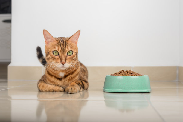 满意的孟加拉猫在装满干燥食物的碗旁边图片下载