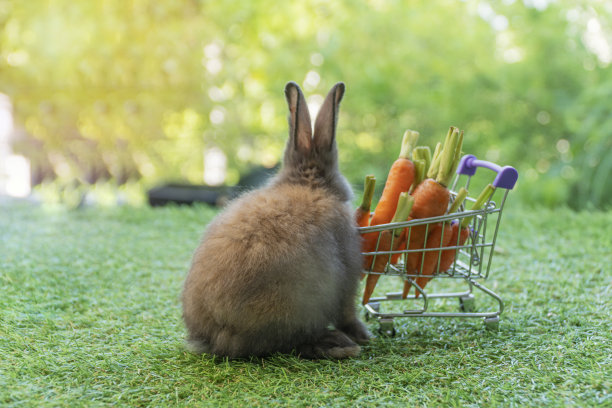 小兔子宝宝棕色的兔子坐在购物车旁边与新鲜的小胡萝卜有机绿草地上的自然背景。毛茸茸的哺乳动物兔子与购物车在草地上。动物宠物素食图片下载