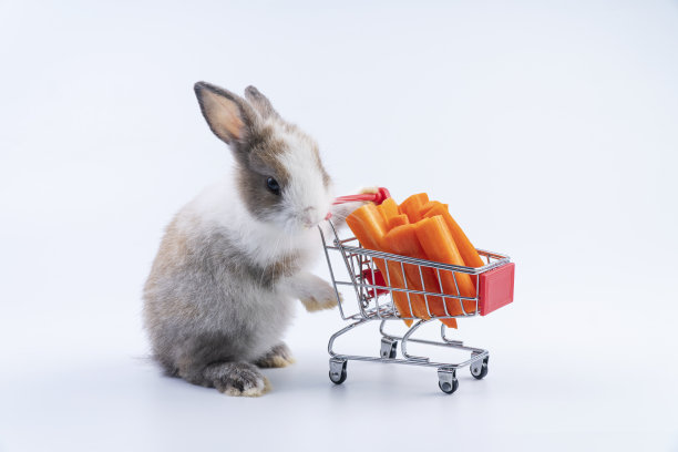 健康的小兔子推着购物车，白色背景上放着新鲜的胡萝卜零食。可爱的小兔子，毛茸茸的兔子走在孤立的背景下推着小购物车。动物的宠物图片下载