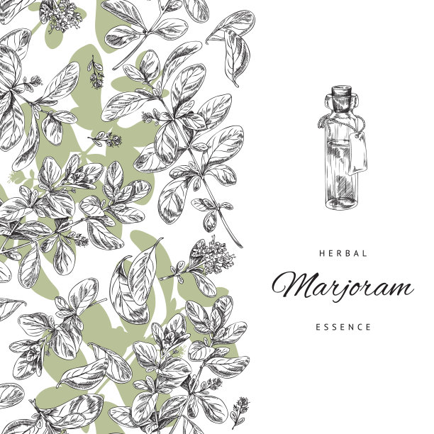 马郁兰草本和天然精油旗帜图片下载