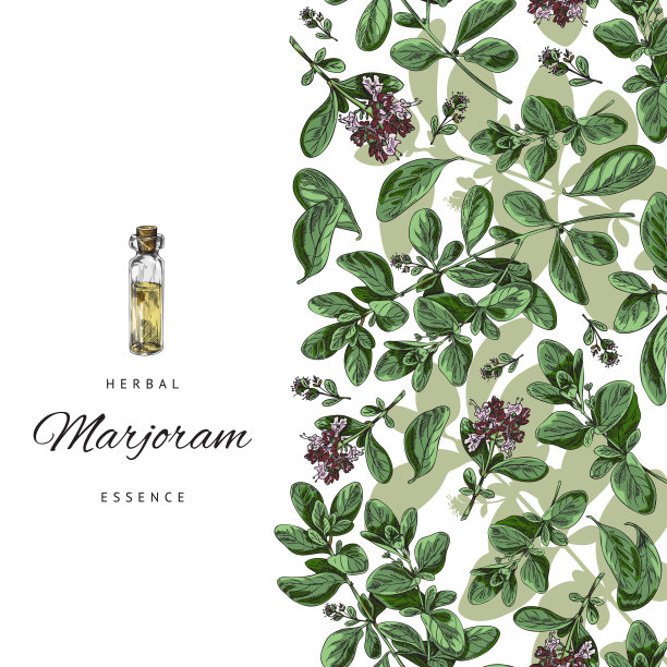马郁兰植物和精油横幅或海报图片下载