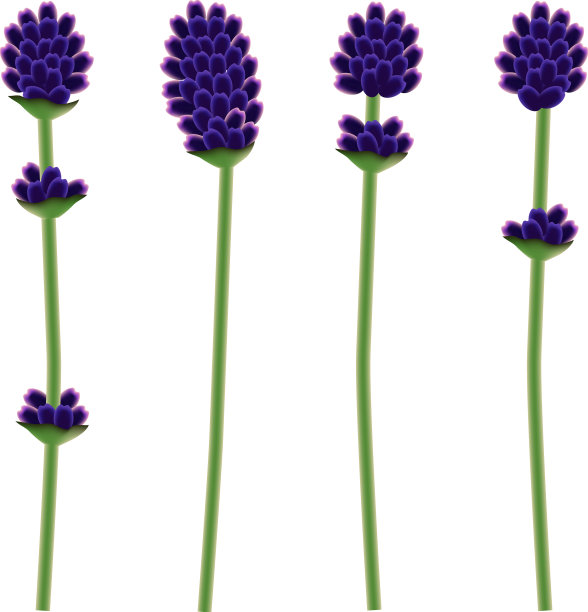 孤立薰衣草花套图片下载