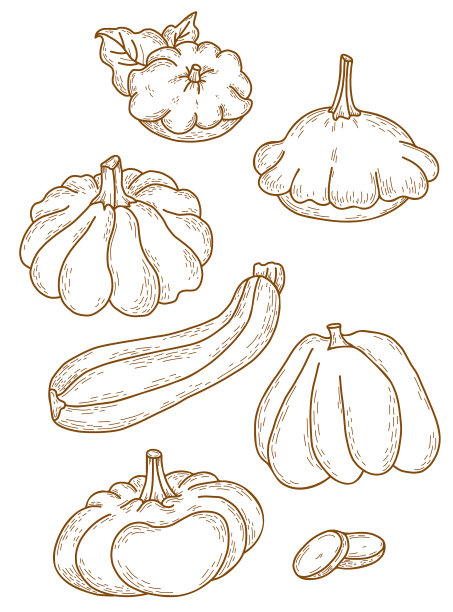 一套线条画的蔬菜南瓜图片下载