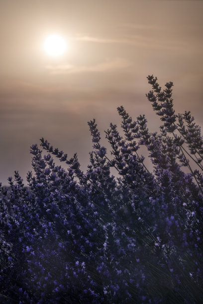 薰衣草盛开的背光，映衬着炎热夏日的橙色天空，热浪平直图片下载