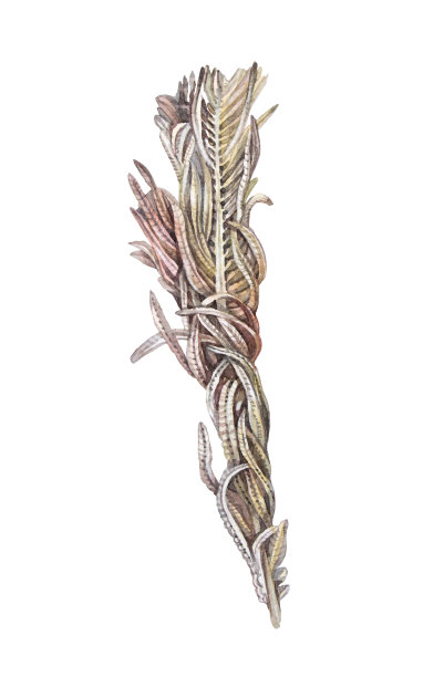 水彩干燥小枝蕨类孤立在白色背景上。手绘干波西米亚花与叶子装饰。用于墙纸包装的植物棕色植物。剪纸自然为婚礼庆祝图片下载