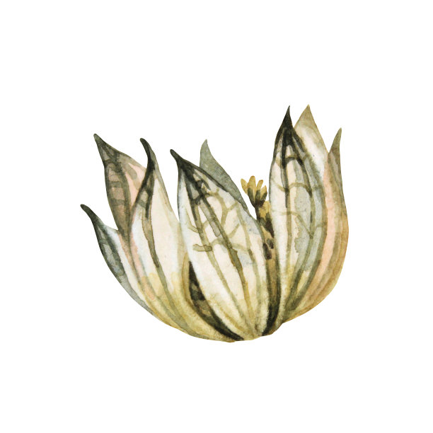 水彩波西米亚干花孤立在白色背景。手绘绿色米色植物标本室的婚礼庆祝卡。创意剪贴画墙纸包装素描本，装饰室内图片下载