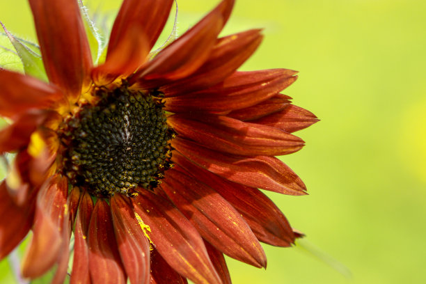 红色的向日葵特写图片下载