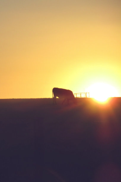 日落时山坡上吃草的牛的剪影图片下载