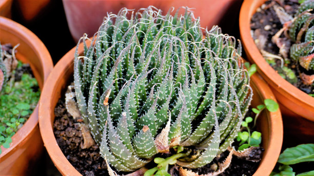 美丽芦荟又称花边芦荟、火龙芦荟、珍珠鸡芦荟等。图片下载