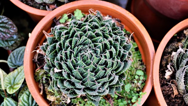 美丽芦荟又称花边芦荟、火龙芦荟、珍珠鸡芦荟等。图片下载