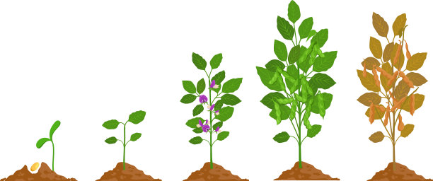 带有豆荚生长阶段的农场大豆植株图片下载