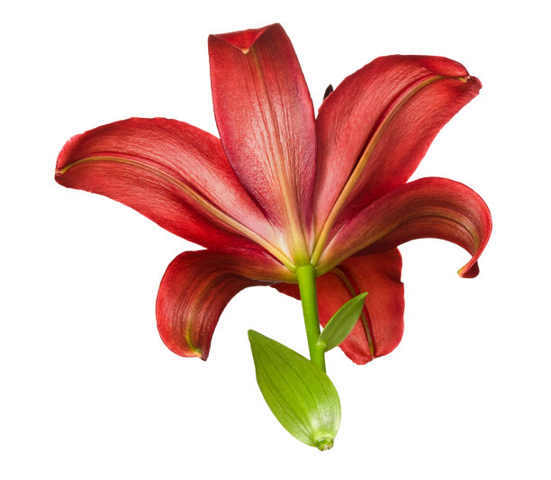 百合花头后视图孤立在白色背景，特写图片下载