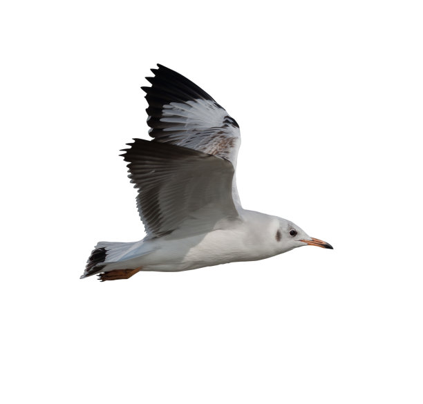 飞翔的海鸥孤立在白色背景。常见的海鸥。图片下载